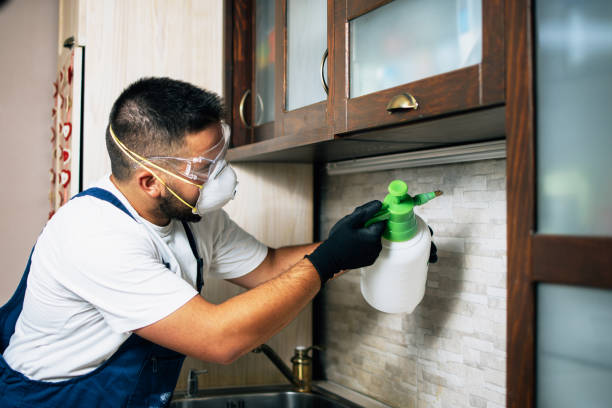 Best Best Pest Control Companies  in Little Walnut Village, NM