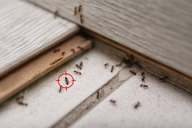 Best Residential Pest Control  in Little Walnut Village, NM