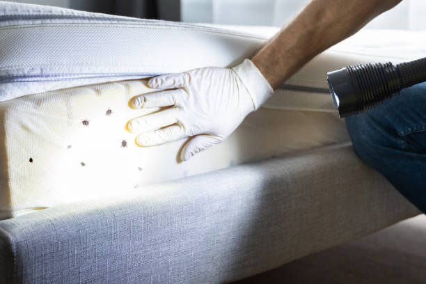 Best Mosquito Control Services  in Little Walnut Village, NM