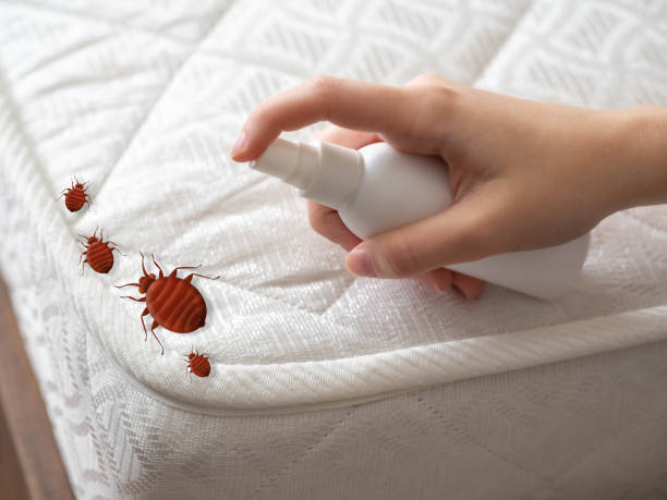 Best Affordable Pest Control Services  in Little Walnut Village, NM