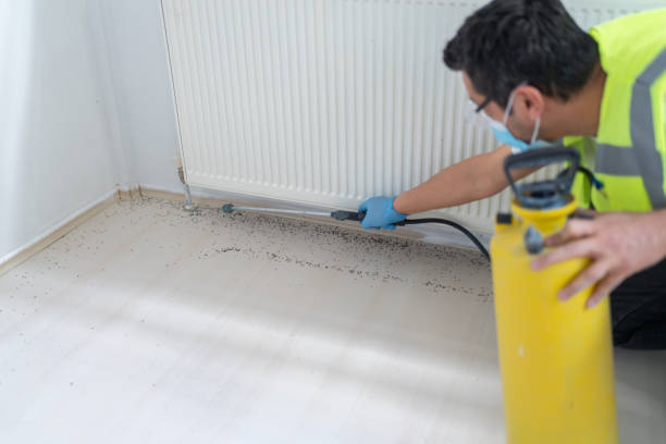 Wasp Removal Services in Little Walnut Village, NM