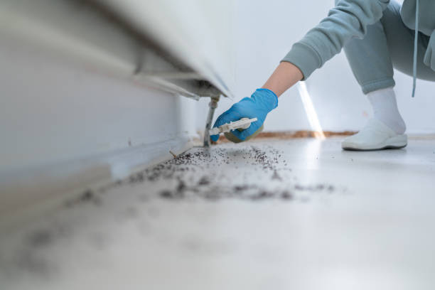 Best Bed Bug Extermination  in Little Walnut Village, NM