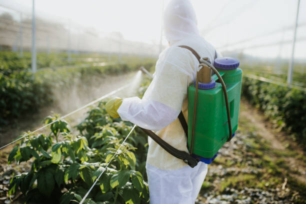 Best Pest Control Near Me  in Little Walnut Village, NM
